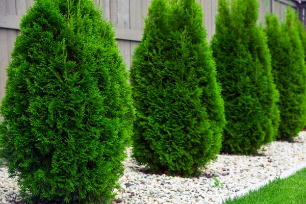 Arborvitae Planting in Port Saint Lucie