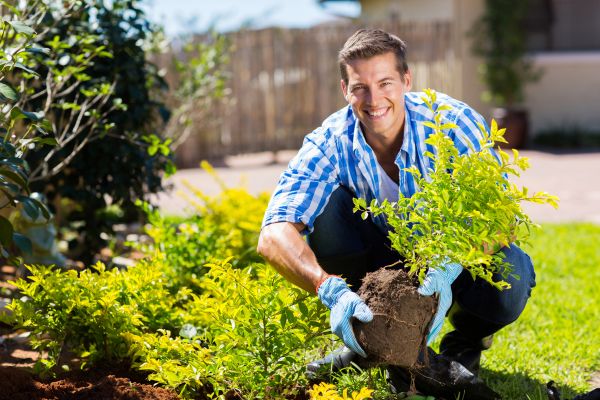 Bush Planting Service in Port Saint Lucie