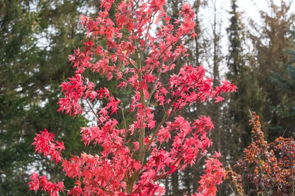 Japanese Maple Planting in Port Saint Lucie
