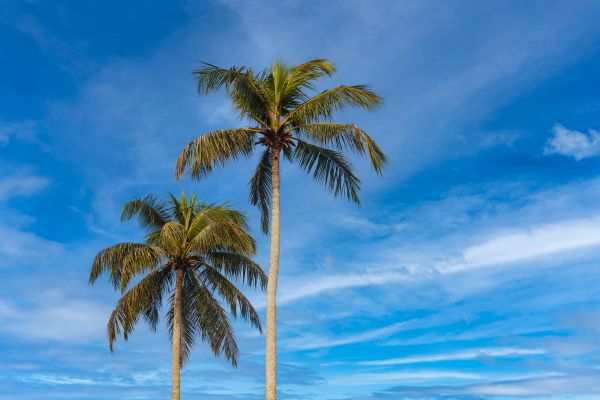 Palm Tree Planting in Port Saint Lucie