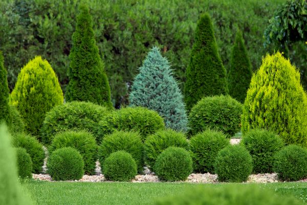 Shrub Replacement in Port Saint Lucie