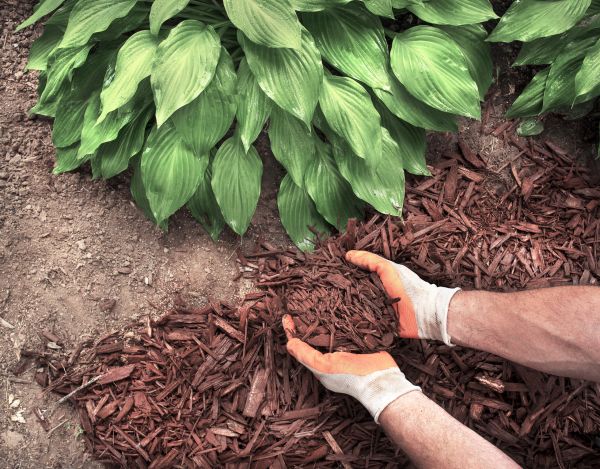 Shredded Mulch Service in Port Saint Lucie