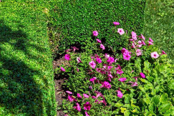Softscaping Service in Port Saint Lucie
