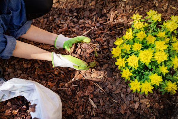 Pine Bark Mulch Installation in Port Saint Lucie
