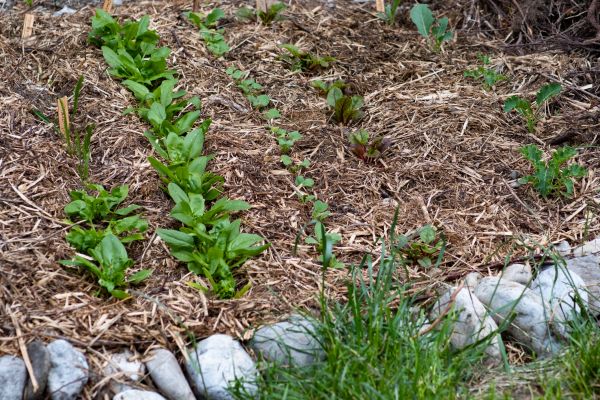 Mulch Service in Port Saint Lucie