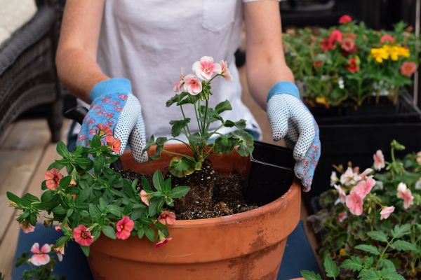 Plant Care Service in Port Saint Lucie
