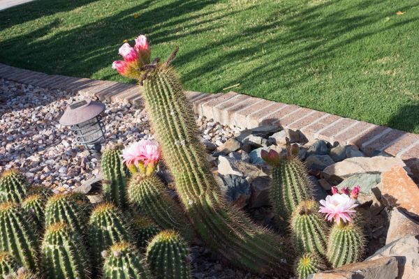 Desert Landscaping in Port Saint Lucie