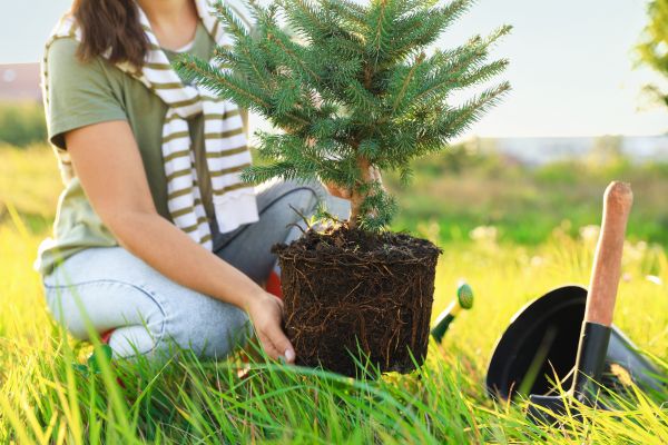 Spruce Tree Planting in Port Saint Lucie