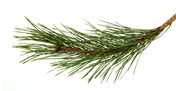 Pine Needles Installation in Port Saint Lucie