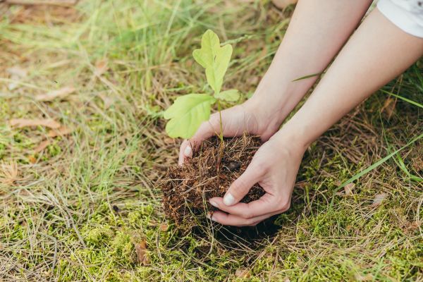 Oak Tree Planting in Port Saint Lucie