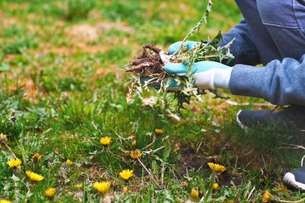 Flower Bed Clearing in Port Saint Lucie