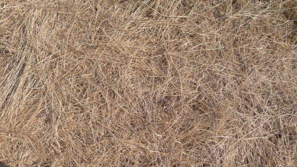 Pine Straw Replacement in Port Saint Lucie