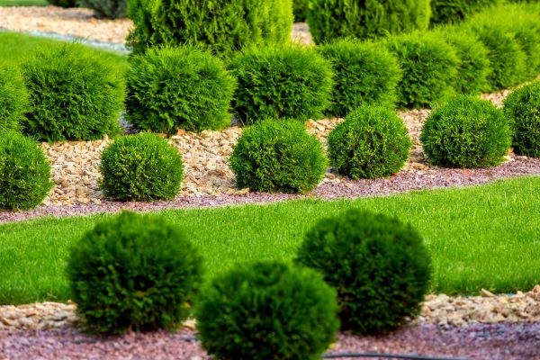 Bush Replacement in Port Saint Lucie