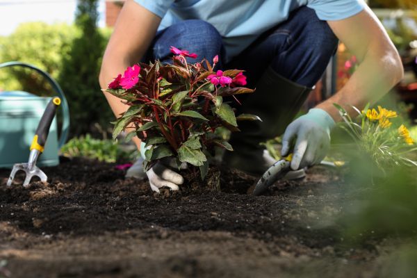 Plant Replacement in Port Saint Lucie