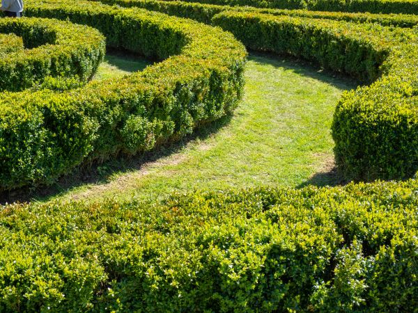 Bush Landscaping in Port Saint Lucie