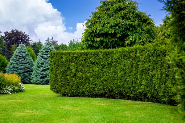 Hedge Landscaping in Port Saint Lucie