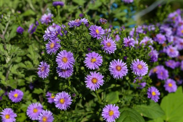 Perennial Flower Planting in Port Saint Lucie