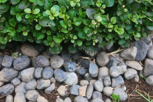 River Stone Installation in Port Saint Lucie