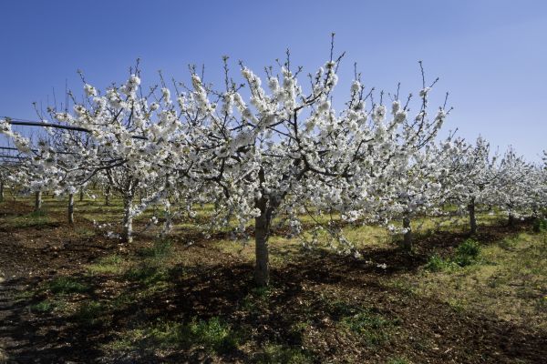 Orchard Planting in Port Saint Lucie