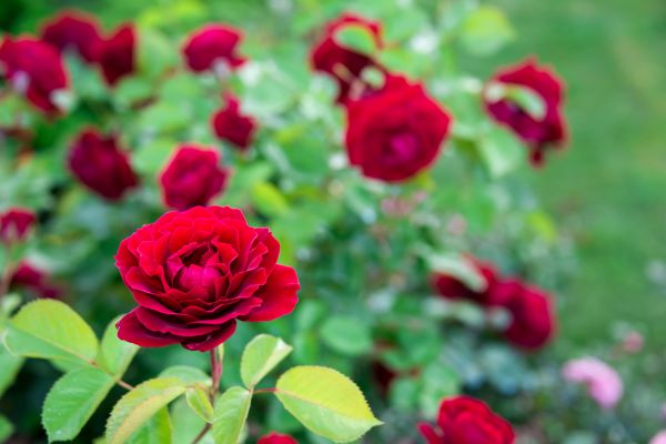 Rose Planting in Port Saint Lucie