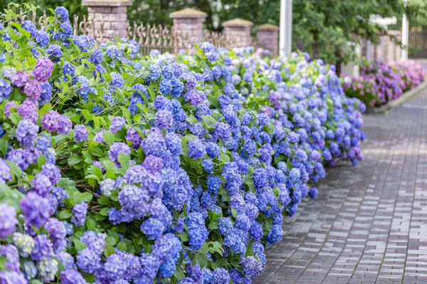 Hydrangea Landscaping in Port Saint Lucie