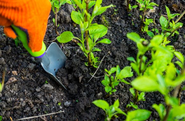 Hydrangea Planting in Port Saint Lucie