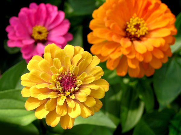 Zinnia Planting in Port Saint Lucie