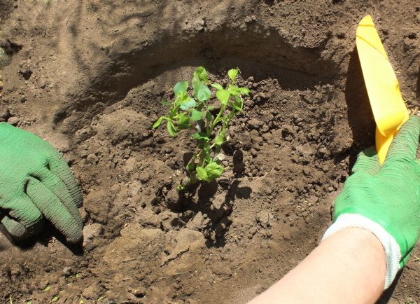 Rose Bush Planting in Port Saint Lucie