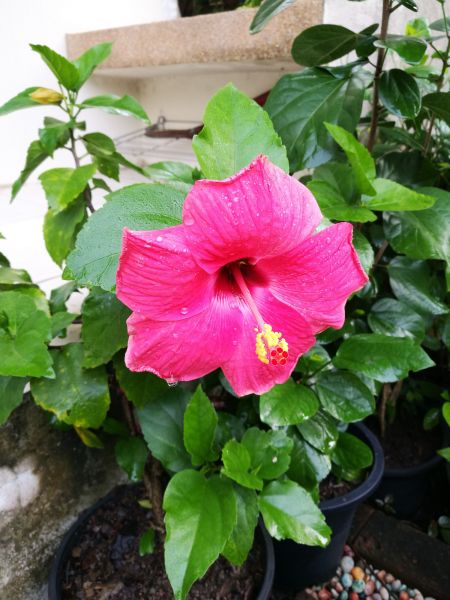 Hibiscus Planting in Port Saint Lucie