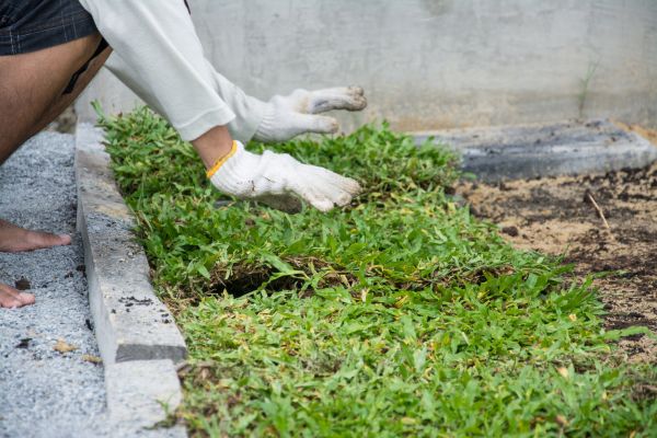 Ground Cover Planting in Port Saint Lucie