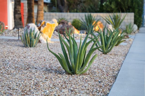 Drought Resistant Landscaping in Port Saint Lucie