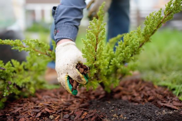 Church Mulching in Port Saint Lucie