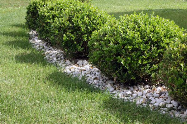 Boxwood Planting in Port Saint Lucie