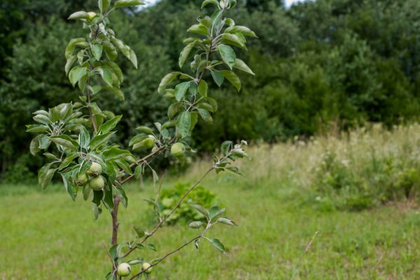 Apple Tree Planting in Port Saint Lucie