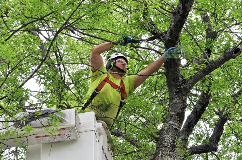 Arborist Pruning